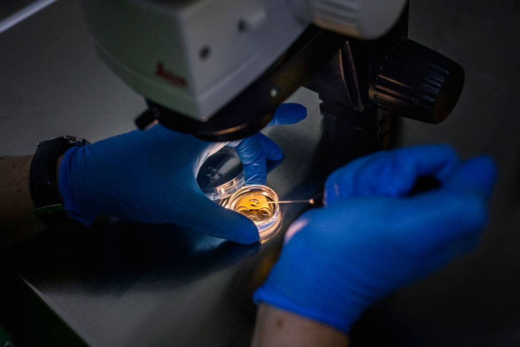 TBILISI, GEORGIA - 2019/12/19: Inside a lab at a clinic in Tbilisi, Georgia, Doctor Jordan from Spain, is doing an artificial insemination into an egg that later will be planted into a Georgian surrogate mother.